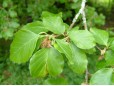 Tilia Platiphilos - inaltime 2,5 – 3m 